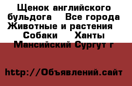 Щенок английского бульдога  - Все города Животные и растения » Собаки   . Ханты-Мансийский,Сургут г.